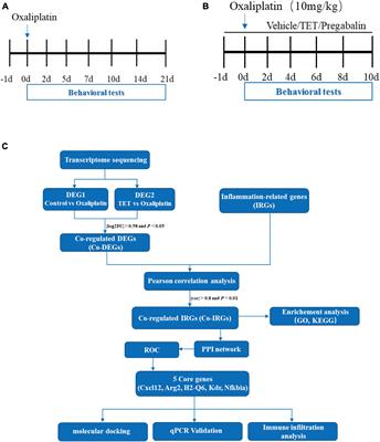 Tetrandrine alleviates oxaliplatin-induced mechanical allodynia via modulation of inflammation-related genes